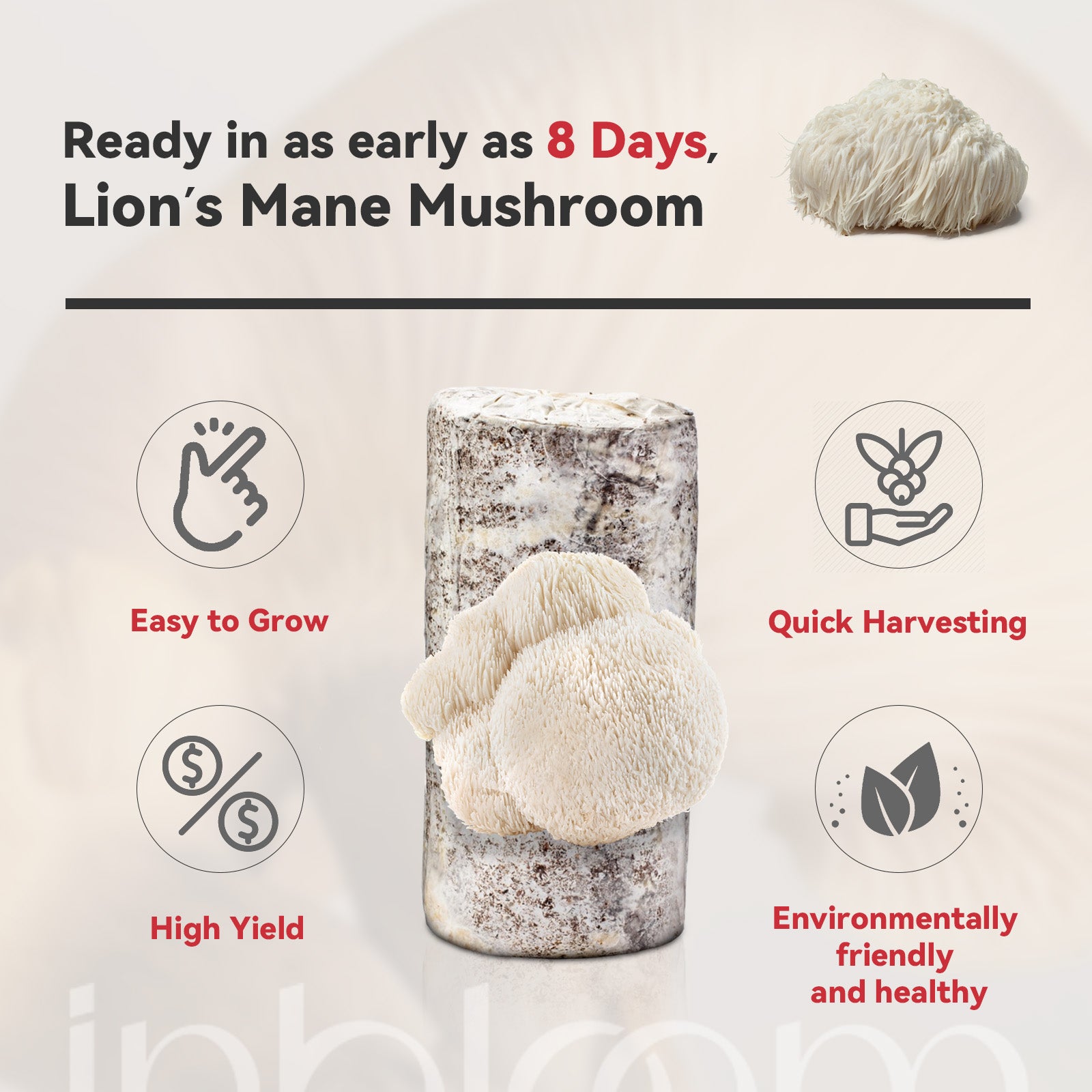 inbloom Organic Lion&