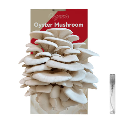 inbloom Organic Oyster Mushroom Growing Kit (3.5lbs), Double-Side Harvest Indoor Mushroom Grow Kit, Harvest in 10 Days, USDA Certified Organic, No-GMO, Made in USA