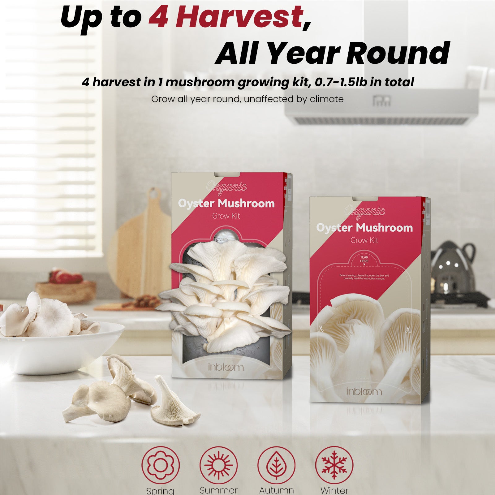 inbloom Organic Oyster Mushroom Growing Kit (3.5lbs), Double-Side Harvest Indoor Mushroom Grow Kit, Harvest in 10 Days, USDA Certified Organic, No-GMO, Made in USA