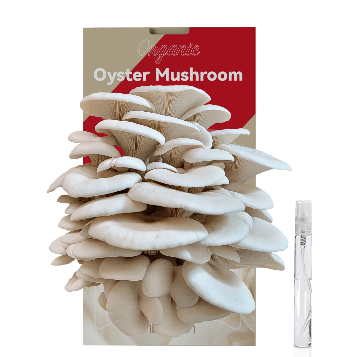 inbloom Organic Oyster Mushroom Growing Kit (3.5lbs), Double-Side Harvest Indoor Mushroom Grow Kit, Harvest in 10 Days, USDA Certified Organic, No-GMO, Made in USA