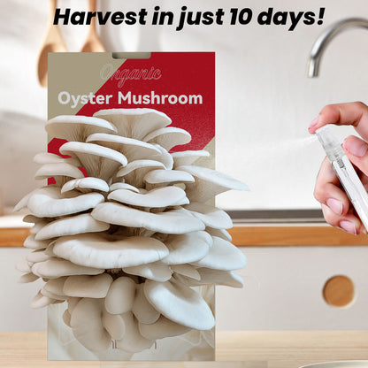 inbloom Organic Oyster Mushroom Growing Kit (3.5lbs), Double-Side Harvest Indoor Mushroom Grow Kit, Harvest in 10 Days, USDA Certified Organic, No-GMO, Made in USA