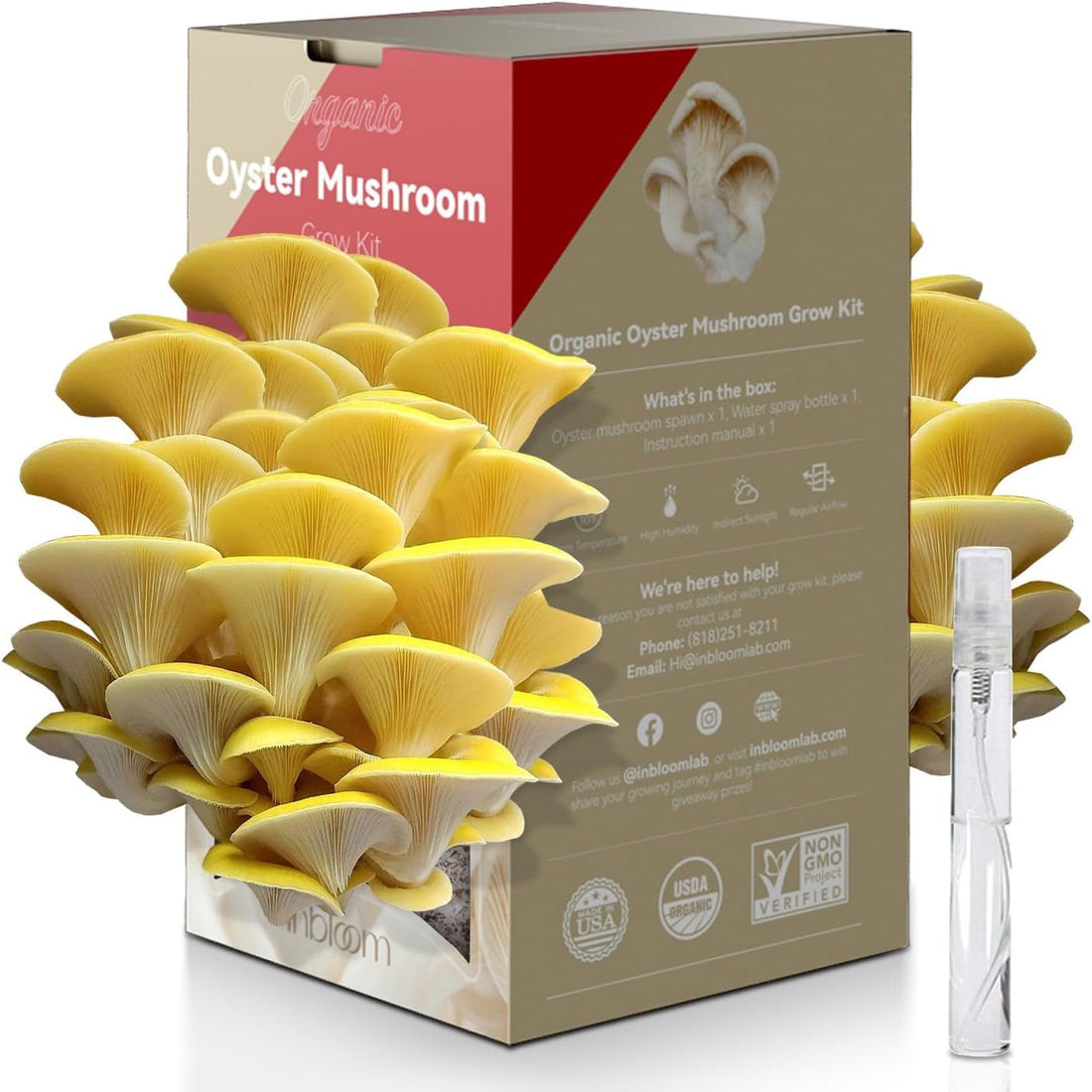 inbloom Organic Golden Oyster Mushroom Growing Kit (3.5lbs), Double-Sides Harvest Oyster Mushrooms in 8 Days Indoor